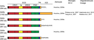 The Effects of Leptin on Glial Cells in Neurological Diseases